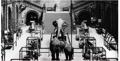 Figure 2. Elephants and cases displayed in Central Hall, The Natural History Museum, London c1924 (Available at: http://www.nhm.ac.uk/visit-us/history-architecture/index.html